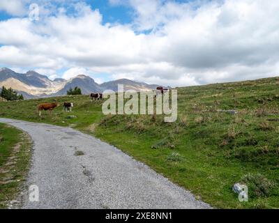 Kühe auf den Bergen der Südfranzösischen Alp an einem sonnigen Spätsommertag Stockfoto