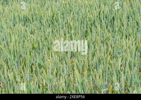 Reifung grüner Weizen / Triticum Ernte im Feld. Metapher für Ernährungssicherheit, Weizenohren, britische Landwirtschaft und Landwirtschaft, Lebensmittelanbau auf dem Feld. Schmale DoF. Stockfoto