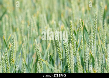 Reifung grüner Weizen / Triticum Ernte im Feld. Metapher für Ernährungssicherheit, Weizenohren, britische Landwirtschaft und Landwirtschaft, Lebensmittelanbau auf dem Feld. Schmale DoF. Stockfoto