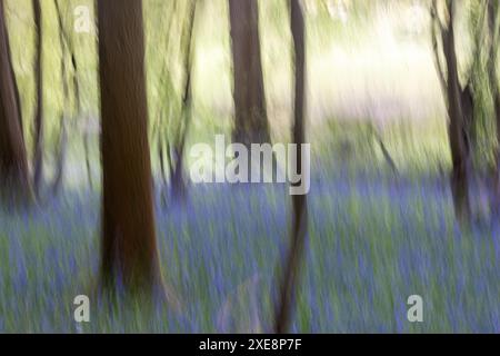 Ein Foto mit absichtlicher Kamerabewegung, das im Frühling einen Blauglockenwald zeigt Stockfoto