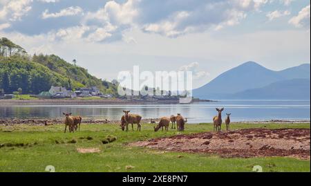 Eine Herde wilder Rotwild grast friedlich auf der Applecross-Halbinsel, einem wichtigen Halt auf dem berühmten NC500-Roadtrip in die atemberaubenden schottischen Highlands Stockfoto