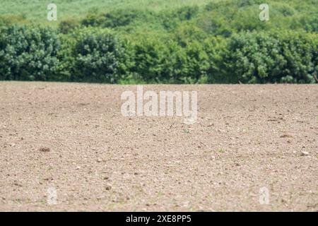 Feld mit vorbereitetem Boden und Pflanzensamen. Für Landwirtschaft und Landwirtschaft Großbritannien, Anbau von Kulturen, Bodenwissenschaften, Bodentypen, Bodenvorbereitung. SIEHE Fokusnotiz Stockfoto