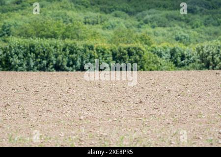 Feld mit vorbereitetem Boden und Pflanzensamen. Für Landwirtschaft und Landwirtschaft Großbritannien, Anbau von Kulturen, Bodenwissenschaften, Bodentypen, Bodenvorbereitung. SIEHE Fokusnotiz Stockfoto