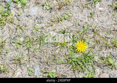 Sonnendurchflutete Einzelblüte von Löwenzahn / Taraxacum officinale, die zusammen mit anderen Graskräutern in ausgetrocknetem Boden während der Hitzewelle in Großbritannien wächst. Zur Unkrautbekämpfung. Stockfoto