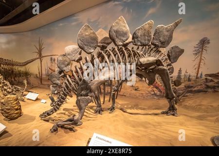 Drumheller, Alberta, Kanada. Februar 2024. Ein Skelett eines Stegosaurus im Royal Tyrrell Museum. Stockfoto