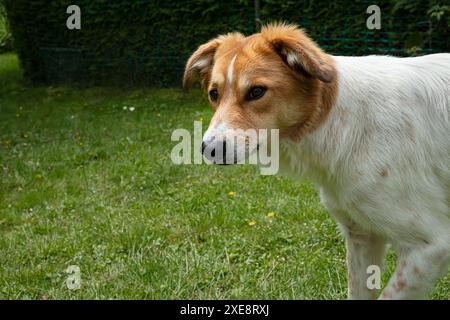 Weißer und brauner Hund, der auf grünem Gras in einem Hinterhof läuft. Stockfoto