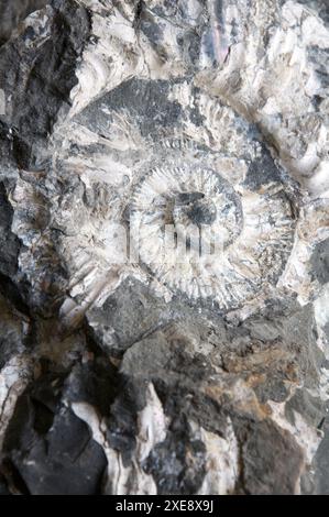 Nahaufnahme eines Ammoniten-Fossils. Gefunden am Strand von Osmington Mills, entdeckt nach einem Erdrutsch. Jurassic Coast, Dorset, England, Großbritannien. Stockfoto