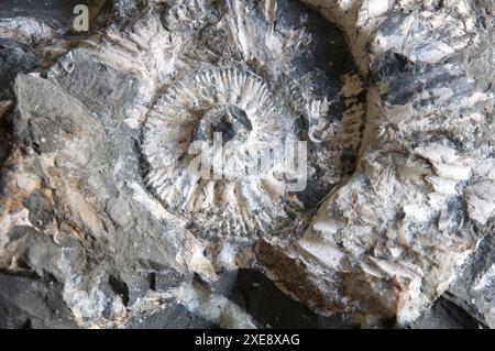 Nahaufnahme eines Ammoniten-Fossils. Gefunden am Strand von Osmington Mills, entdeckt nach einem Erdrutsch. Jurassic Coast, Dorset, England, Großbritannien. Stockfoto