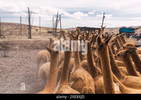 Herde wilder vicuñas in Korallenweiden in den Anden an einem sonnigen Tag umgeben von Wolken und blauem Himmel Stockfoto