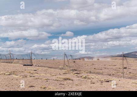 Herde wilder vicuñas in Korallenweiden in den Anden an einem sonnigen Tag umgeben von Wolken und blauem Himmel Stockfoto