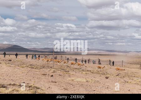 Herde wilder vicuñas in Korallenweiden in den Anden an einem sonnigen Tag umgeben von Wolken und blauem Himmel Stockfoto