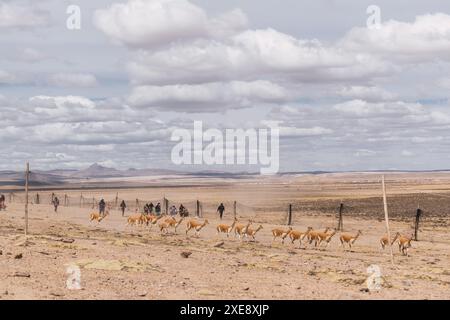 Herde wilder vicuñas in Korallenweiden in den Anden an einem sonnigen Tag umgeben von Wolken und blauem Himmel Stockfoto