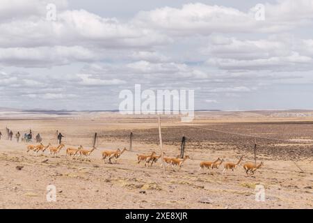 Herde wilder vicuñas in Korallenweiden in den Anden an einem sonnigen Tag umgeben von Wolken und blauem Himmel Stockfoto