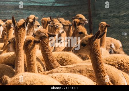 Herde wilder vicuñas in Korallenweiden in den Anden an einem sonnigen Tag umgeben von Wolken und blauem Himmel Stockfoto