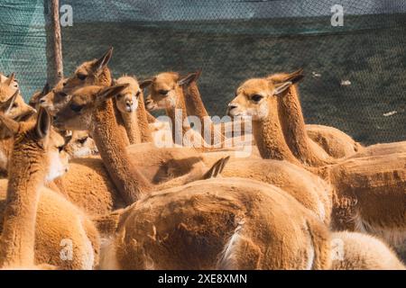 Herde wilder vicuñas in Korallenweiden in den Anden an einem sonnigen Tag umgeben von Wolken und blauem Himmel Stockfoto