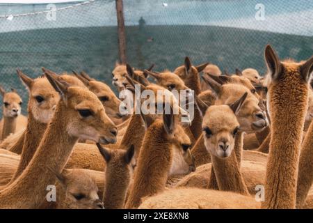 Herde wilder vicuñas in Korallenweiden in den Anden an einem sonnigen Tag umgeben von Wolken und blauem Himmel Stockfoto