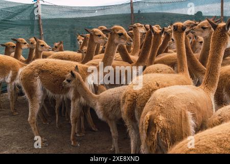 Herde wilder vicuñas in Korallenweiden in den Anden an einem sonnigen Tag umgeben von Wolken und blauem Himmel Stockfoto