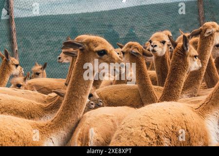 Herde wilder vicuñas in Korallenweiden in den Anden an einem sonnigen Tag umgeben von Wolken und blauem Himmel Stockfoto