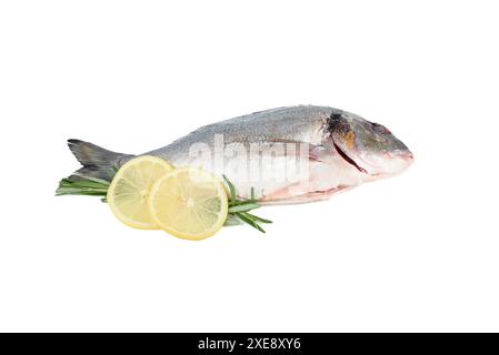 Rosmarinzweige, Zitronenkreise und dorado-Fische auf weißem Hintergrund. Hausmannskost. Stockfoto