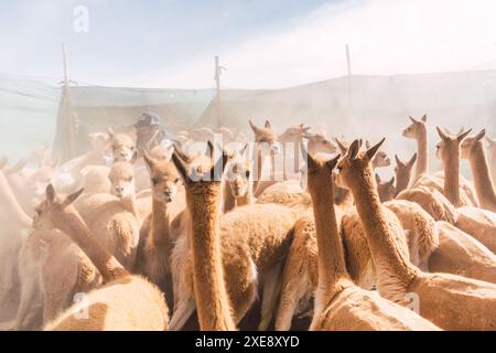 Herde wilder vicuñas in Korallenweiden in den Anden an einem sonnigen Tag umgeben von Wolken und blauem Himmel Stockfoto