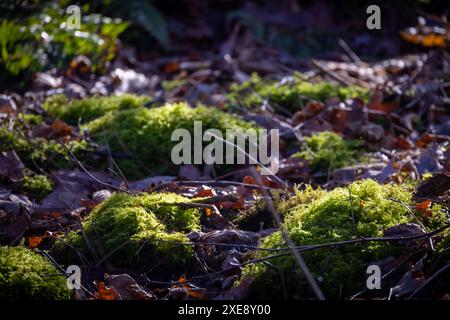 Sonnendurchflutetes Moos und gefallene Blätter auf dem Waldboden Stockfoto
