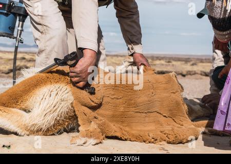 Herde wilder vicuñas in Korallenweiden in den Anden an einem sonnigen Tag umgeben von Wolken und blauem Himmel Stockfoto