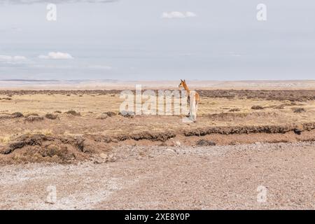 Herde wilder vicuñas in Korallenweiden in den Anden an einem sonnigen Tag umgeben von Wolken und blauem Himmel Stockfoto