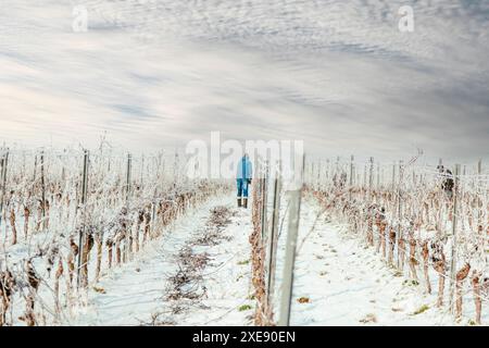 Der Mensch schneidet im Winternebel Rebstöcke ab. Winterschnitt eines Weinbauers. Den Weinberg beschneiden. Tradi Stockfoto