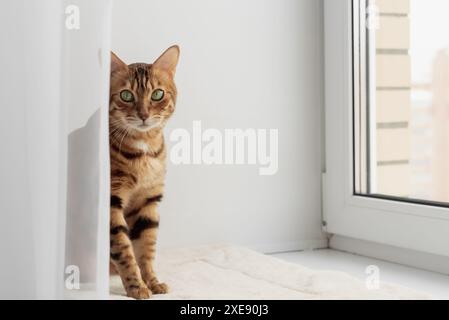 Bengalische Hauskatze ruht auf der Fensterbank neben dem Fenster. Stockfoto