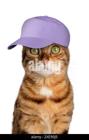 Bengalische Katze in einer violetten Baseballmütze auf weißem Hintergrund. Stockfoto