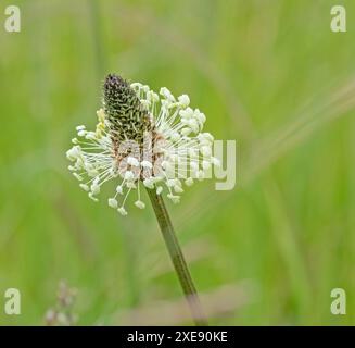 Bandbanane „Plantago lanceolata“ Stockfoto