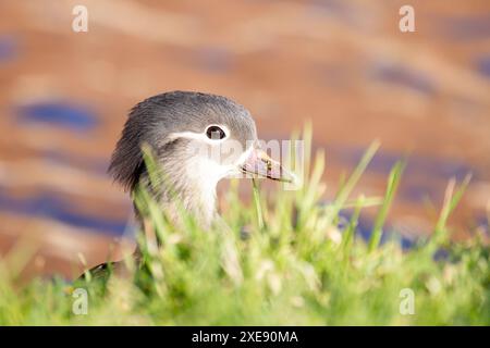 Junge Mandarine Entlein im Gras Stockfoto