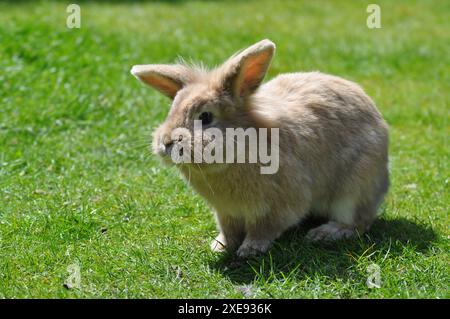 Junge sandfarbene Zwergkaninchen mit Löwenkopf in einem Garten Stockfoto