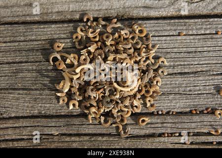 Calendula officinalis, Ringelblume, Samen Stockfoto