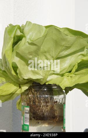 Lactuca sativa, Salat, Wurzeln Stockfoto