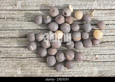 Lathyrus odoratus, Schwitzerbse, Samen Stockfoto