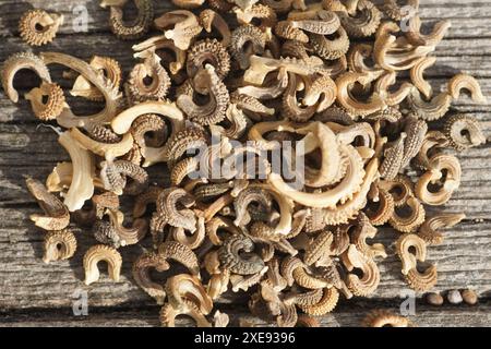 Calendula officinalis, Ringelblume, Samen Stockfoto