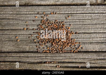 Eruca sativa, Rucola, Salad Rocket Stockfoto