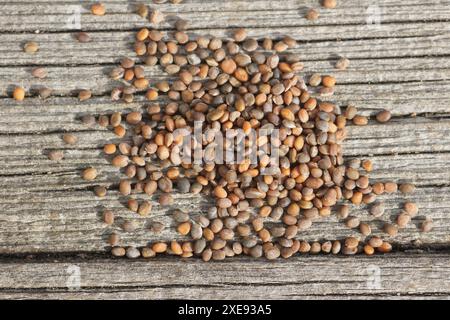 Eruca sativa, Rucola, Salad Rocket Stockfoto