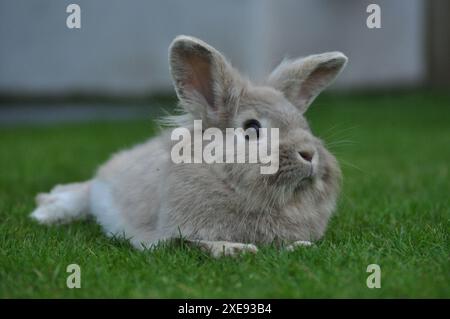 Junge sandfarbene Zwergkaninchen mit Löwenkopf in einem Garten Stockfoto