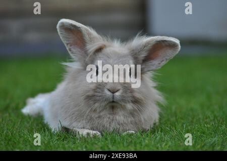 Junge sandfarbene Zwergkaninchen mit Löwenkopf in einem Garten Stockfoto