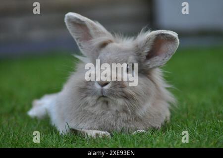 Junge sandfarbene Zwergkaninchen mit Löwenkopf in einem Garten Stockfoto