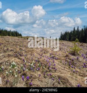 Blühender violetter Crocus heuffelianus (Crocus vernus) Alpenblumen auf dem karpatischen Hochplateau im Frühling, Ukraine. Stockfoto