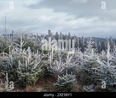 Der Winter kommt. Letzte Herbsttage, Morgen in der Berglandschaft friedliche malerische heimatte Szene. Ukraine, Karpaten Stockfoto