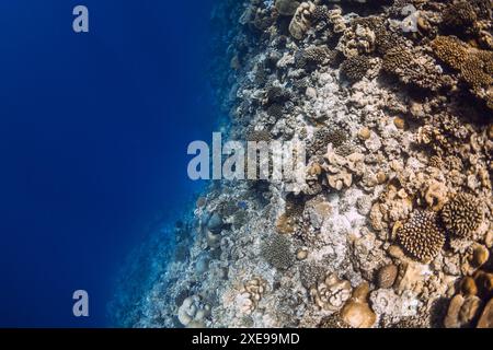 Fantastisches Korallenriff unter Wasser im blauen Ozean auf den Malediven. Stockfoto