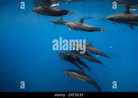 Delfine schwimmen unter Wasser im blauen Meer. Delfinschote im Ozean Stockfoto