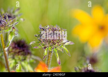 Die Awnless Buschsonnenblume (Simsia calva) kommt im Südwesten der USA in Texas und New Mexico vor Stockfoto