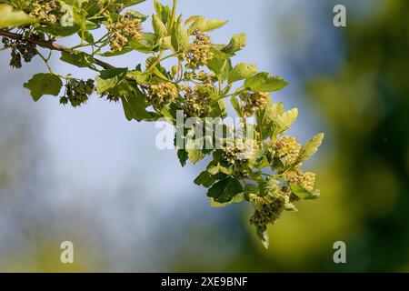 Pazifische Ninebark-(Physocarpus capitatus}-Samen. Allgemein als Tall ninebark bezeichnet, heimisch im Westen Nordamerikas. Stockfoto