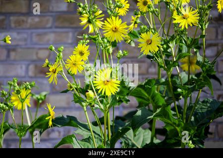 Rosinweed (Silphium integrifolium) gebräuchliche Bezeichnungen Ganzblättrige, Ganzblättrige Rosinweed, Prärie Rosinweed und Silflower. Sie ist im Osten beheimatet Stockfoto