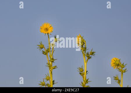 Rosinweed (Silphium integrifolium) gebräuchliche Bezeichnungen Ganzblättrige, Ganzblättrige Rosinweed, Prärie Rosinweed und Silflower. Sie ist im Osten beheimatet Stockfoto